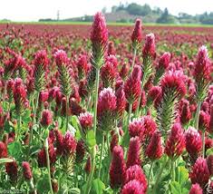 Crimson Clover Flower Seeds for Planting – Cut Flower Favorite Heirloom Non-GMO Organic Garden Seeds