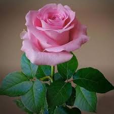 Rose Rosa Flower Seeds for Planting - Bright Blooms, Heirloom, Non-GMO, High Germination Organic Garden Seeds