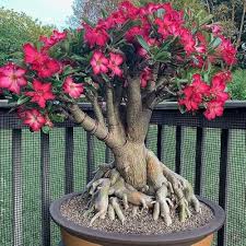 Adenium Flower Seeds for Planting – Easy to Grow, Heirloom, Non-GMO, High Germination Garden Seeds