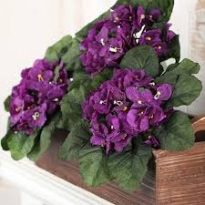 Purple African Violet Flower Seeds for Planting – Cut Flower Favorite, Heirloom, Non-GMO, High Germination