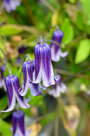 Clematis Rooguchi Flower Seeds – Heirloom, Non-GMO, Colorful Organic Garden Seeds for Planting