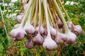 Purple White Garlic flower seeds for planting - Heirloom & Non-GMO Garden Seeds