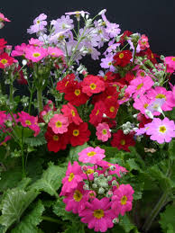 Multi Primula Malacoides Flower Seeds for Planting – Heirloom Non-GMO Organic Garden Seeds – Easy to Grow, High Germination