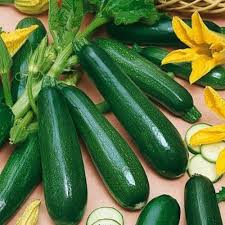 Zucchino Vegetable Seeds for Planting – Heirloom Non-GMO, High Germination Organic Garden Seeds
