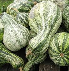 Cushaw Pumpkin Seeds for Planting – Heirloom Non-GMO Organic Garden Seeds – Sweet Flesh & Decorative Appeal