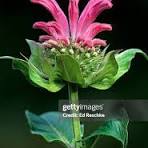 Pink Monarda Flower Seeds for Planting – Easy to Grow, Heirloom, Non-GMO & Organic Garden Seeds