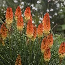Heirloom Kniphofia Flower Seeds for Planting – Non-GMO, High Germination Organic Garden Seeds