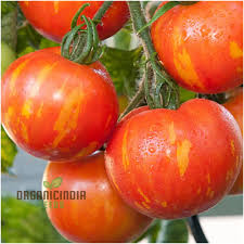 Orange Tomato Seeds for Planting – Heirloom Non-GMO Organic Garden Seeds with High Germination