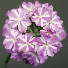 Lavender White Verbena Flower Seeds for Planting – Heirloom, Non-GMO, High Germination, Drought Tolerant Blooms