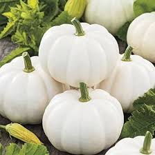White Pumpkin Vegetable Seeds for Planting – heirloom & non-GMO seeds, seasonal beauty for gardens