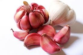 Red Garlic Seeds for Planting – Heirloom, Non-GMO, High Germination Organic Garden Cloves for Strong, Aromatic Bulbs