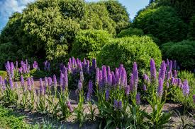 Purple Madeira Flower Seeds for Planting – Heirloom, Non-GMO, Cut-Flower Favorite High Germination Seeds