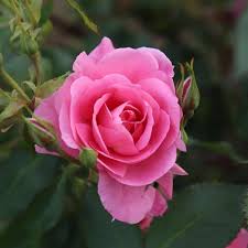 Rose Flower Pink Seeds for Planting – Heirloom Non-GMO High Germination Organic Garden Seeds