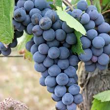 Blue Indigo Grape Seeds for Planting – Heirloom, Non-GMO for Classic Fruit-Bearing Vines