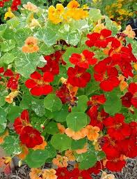 Mixed Nasturtium Flower Seeds – Heirloom, Non-GMO, Fragrant Blossoms