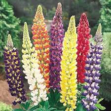 Light Pink Lupine Flower Seeds for Planting | Heirloom Non-GMO High Germination Organic Garden Seeds