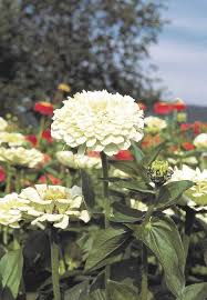Heirloom Magellan Ivory Zinnia Flower Seeds for Planting – Non-GMO, High Germination Organic Garden Seeds