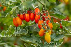 Datterino flower seeds for planting - Heirloom & Non-GMO Garden Seeds