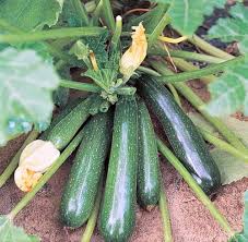 Zucchino Vegetable Seeds for Planting – Heirloom Non-GMO, High Germination Organic Garden Seeds