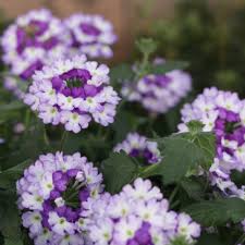 Lavender White Verbena Flower Seeds for Planting – Heirloom, Non-GMO, High Germination, Drought Tolerant Blooms