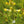 Yellow Rattle Flower seeds for Planting - Bright Blooms, Heirloom & GMO Free Seeds for Home Garden, 100pcs