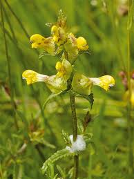 Yellow Rattle Flower seeds for Planting - Bright Blooms, Heirloom & GMO Free Seeds for Home Garden, 100pcs
