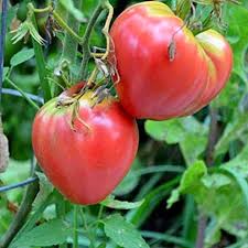 Red Oxheart Tomato flower seeds for planting - Heirloom & Non-GMO Garden Seeds