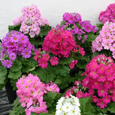 Multi Primula Malacoides Flower Seeds for Planting – Heirloom Non-GMO Organic Garden Seeds – Easy to Grow, High Germination