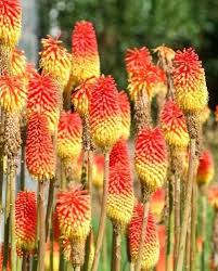 Heirloom Kniphofia Flower Seeds for Planting – Non-GMO, High Germination Organic Garden Seeds