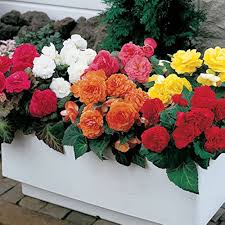 Mixed Begonia Tuberosa Flower Seeds for Planting – Heirloom, Non-GMO, High Germination Organic Garden Seeds