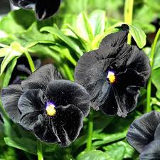 Black Pansy Flower Seeds for Planting Heirloom Non-GMO High Germination Organic Garden Seeds