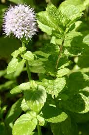 Mint Flower Seeds for Planting – Shade Tolerant Heirloom Non-GMO High Germination Organic Garden Seeds