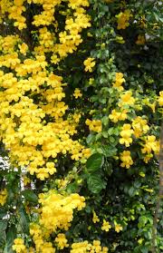 Dolichandra Flower Seeds for Planting – Heirloom, Non-GMO, High Germination Organic Garden Seeds