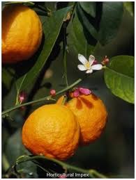 Citrus Aurantium Fruit Seeds for Planting – Heirloom, Non-GMO for Tangy Bitter Orange Trees