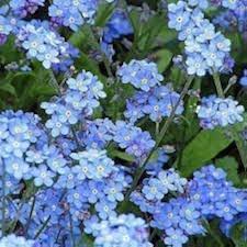 Sea Blue Myosotis Sylvatica Flower Seeds for Planting – Heirloom, Non-GMO, High Germination Organic Garden Seeds