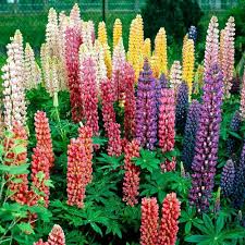 Mixed Lupine Flower Seeds for Planting – Heirloom, Non-GMO, Organic Garden Seeds