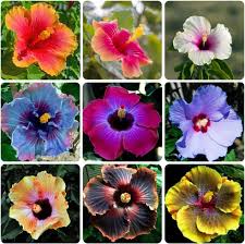 Burgundy Hibiscus Flower Seeds 100 pcs – Heirloom, Non-GMO, High Germination Seeds for Planting Seasonal Blooms in Gardens