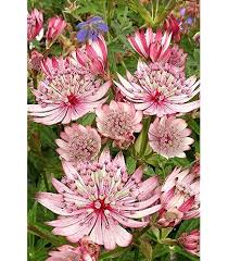 Astrantia Major Flower Seeds for Planting - Easy to Grow, Heirloom, Non-GMO, Organic Garden Seeds, High Germination