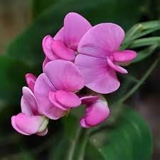 Heirloom Lathyrus Sativus Flower Seeds for Planting – Non-GMO, High Germination Organic Garden Seeds