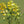 Yellow Rattle Flower seeds for Planting - Bright Blooms, Heirloom & GMO Free Seeds for Home Garden, 100pcs