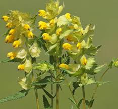 Yellow Rattle Flower seeds for Planting - Bright Blooms, Heirloom & GMO Free Seeds for Home Garden, 100pcs