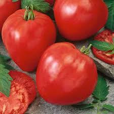Red Oxheart Tomato flower seeds for planting - Heirloom & Non-GMO Garden Seeds