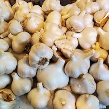 Elephant Garlic Seeds for Planting – White Heirloom Non-GMO, Gourmet Organic Garden Cloves, High Germination
