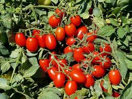 Datterino flower seeds for planting - Heirloom & Non-GMO Garden Seeds