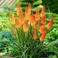 Heirloom Kniphofia Flower Seeds for Planting – Non-GMO, High Germination Organic Garden Seeds