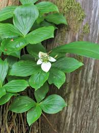 Bunchberry Flower Seeds for Planting – Shade Tolerant Heirloom Non-GMO Organic Garden Seeds