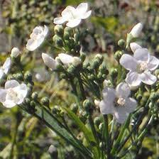 Glade Mallow Flower Seeds for Planting – Heirloom, Non-GMO, Long Bloom Organic Garden Seeds