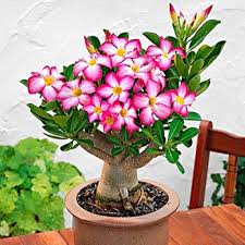 Adenium Flower Seeds for Planting – Cut Flower Favorite Heirloom Non-GMO Organic Garden Seeds
