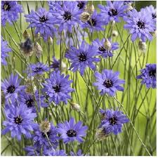 Blue Catananche Flower Seeds for Planting – Organic, Heirloom & Non-GMO Garden Love-in-a-Mist Blooms