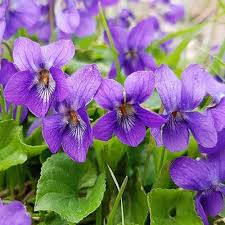 Purple Viola Charlotte Flower Seeds for Planting – Fragrant Heirloom, Non-GMO, High Germination Garden Seeds